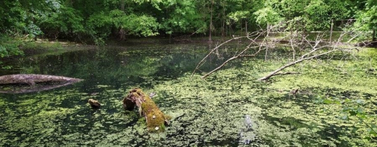 NPR Lanžhotské pralesy