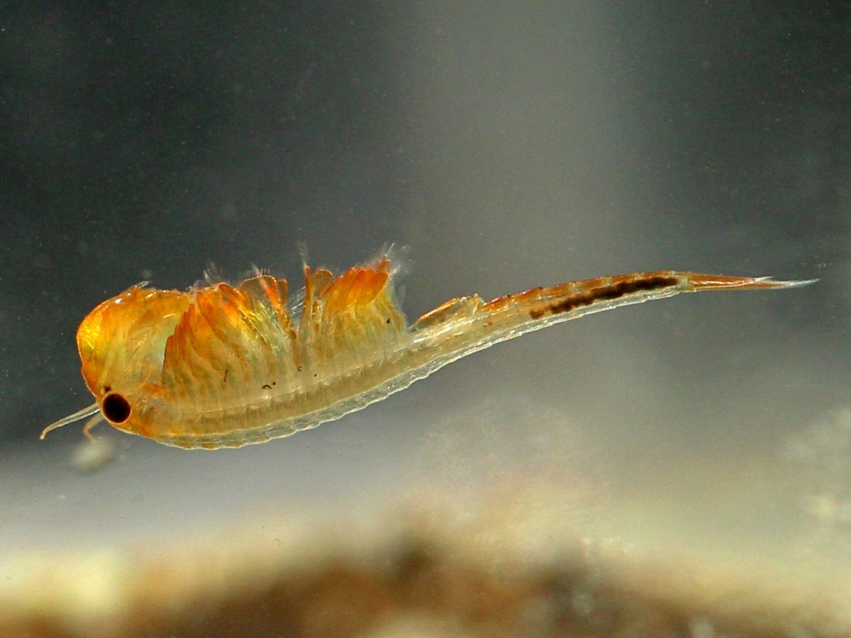 Žábronožka sněžní