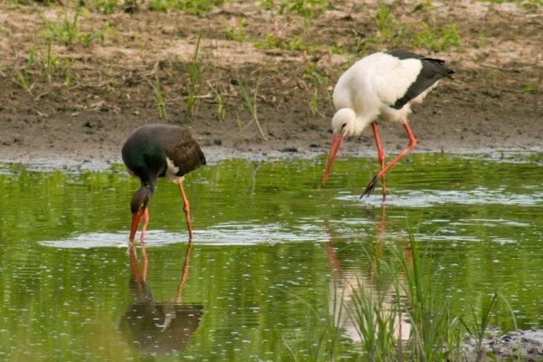 Čáp černý a čáp bílý.