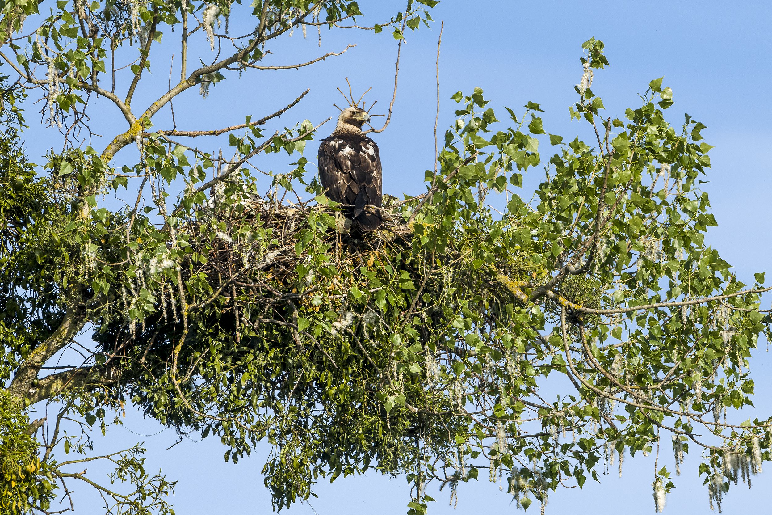 Samice orla královského s mládětem na hnízdě v roce 2021 – tehdy jí bylo 27 let