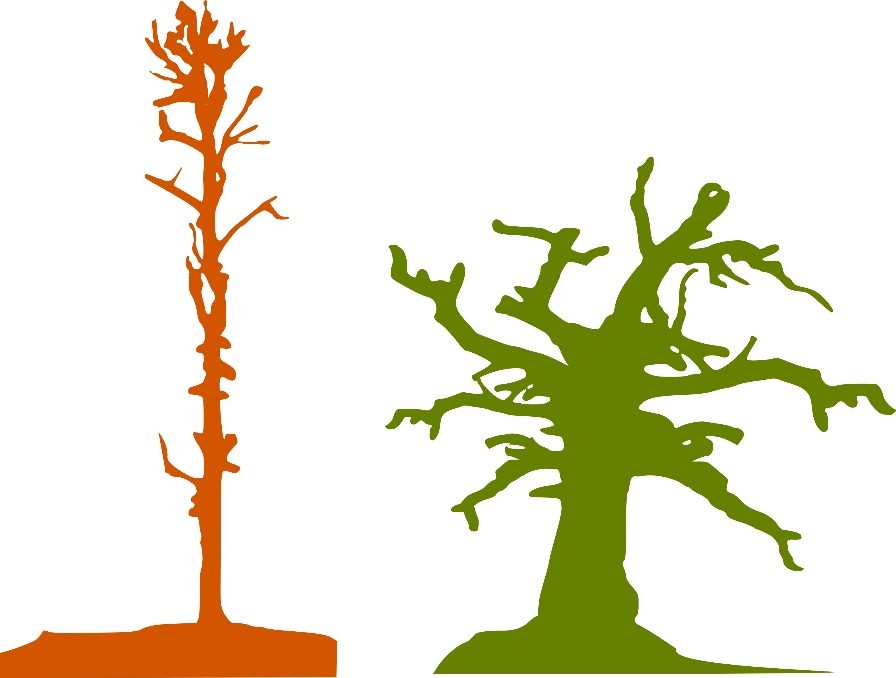 Obr. 1: Slabě rozvinutá koruna stromu vyrůstajícího v hustém porostu (vlevo) a v široká koruna stromu rostoucího ve světlém lese s dostatkem prostoru (vpravo)