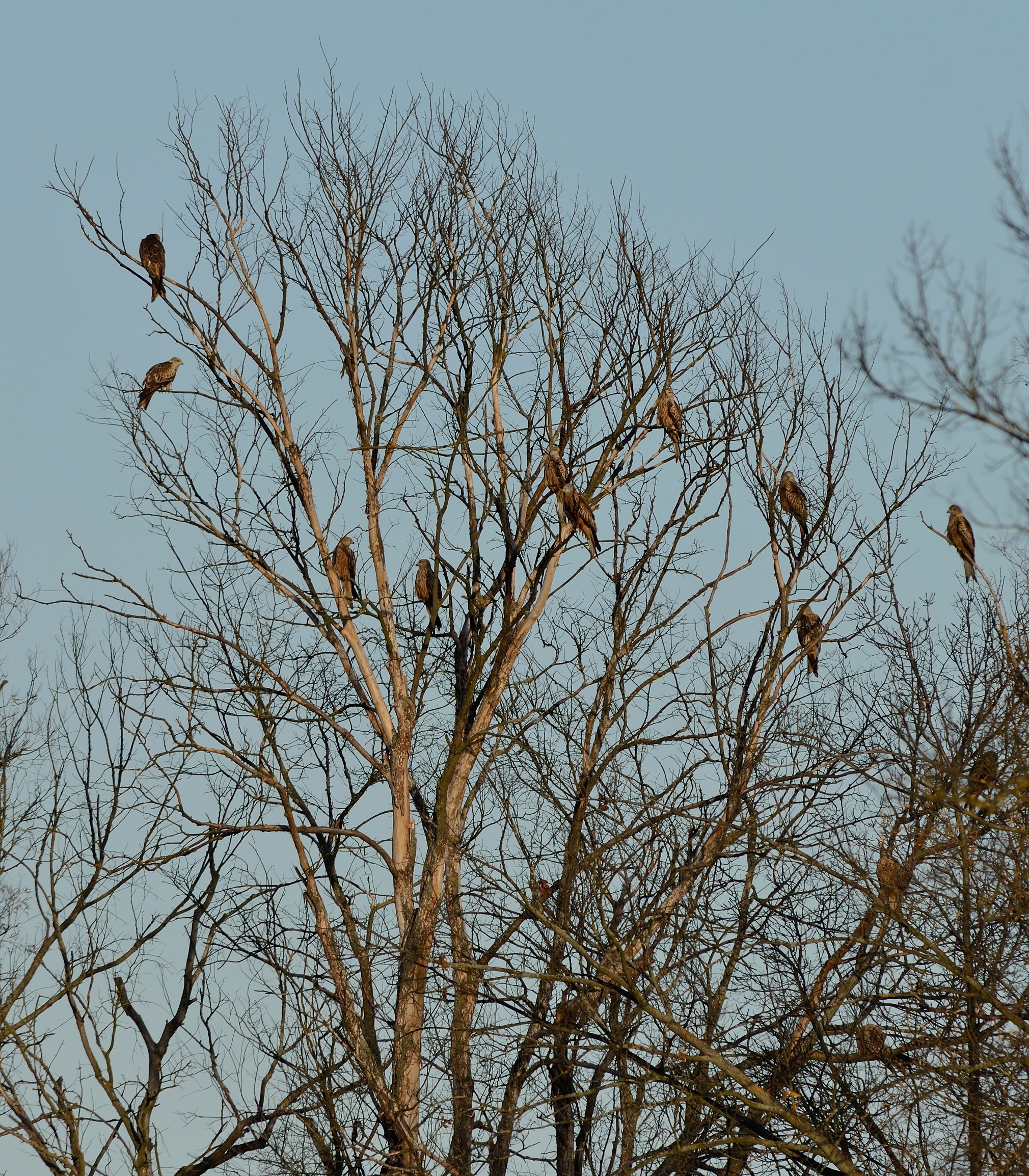 Luňáci červení (Milvus milvus) na shromaždišti před odletem na hromadné nocoviště