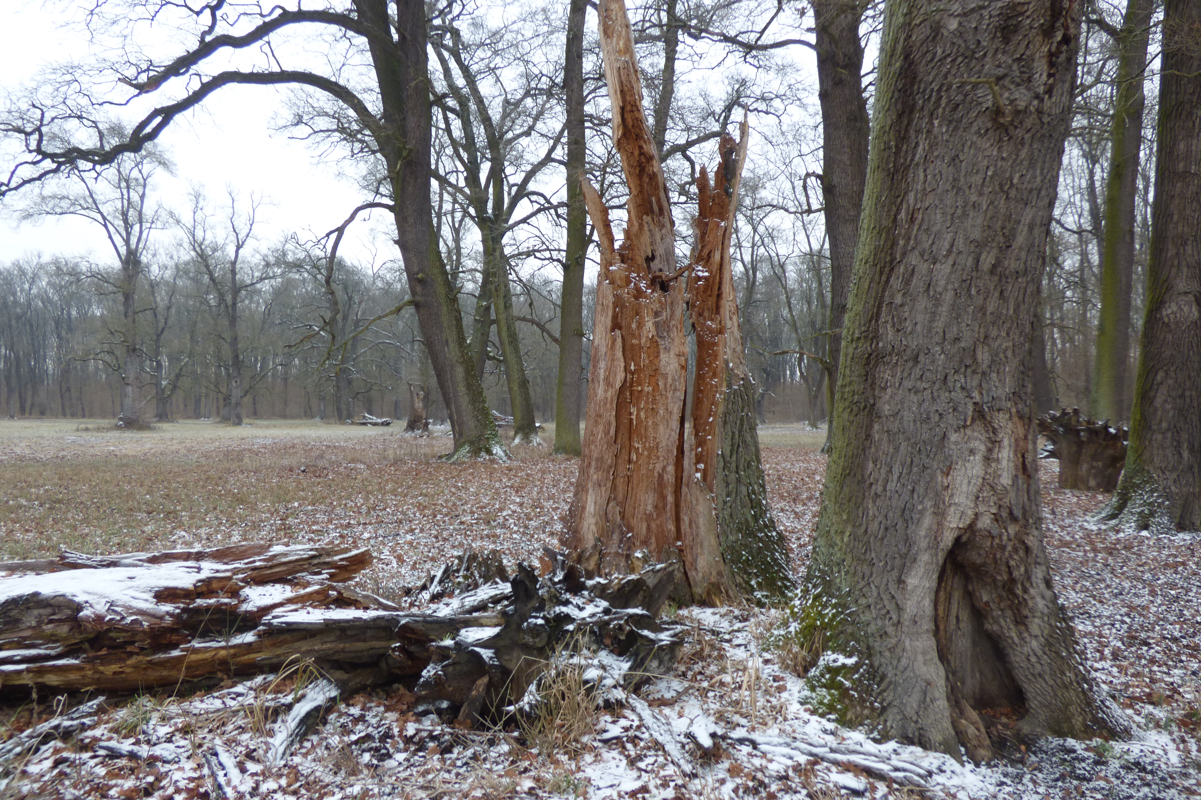 Stromy s dutinami, zlomy i vyvrácené kmeny zůstaly na místě