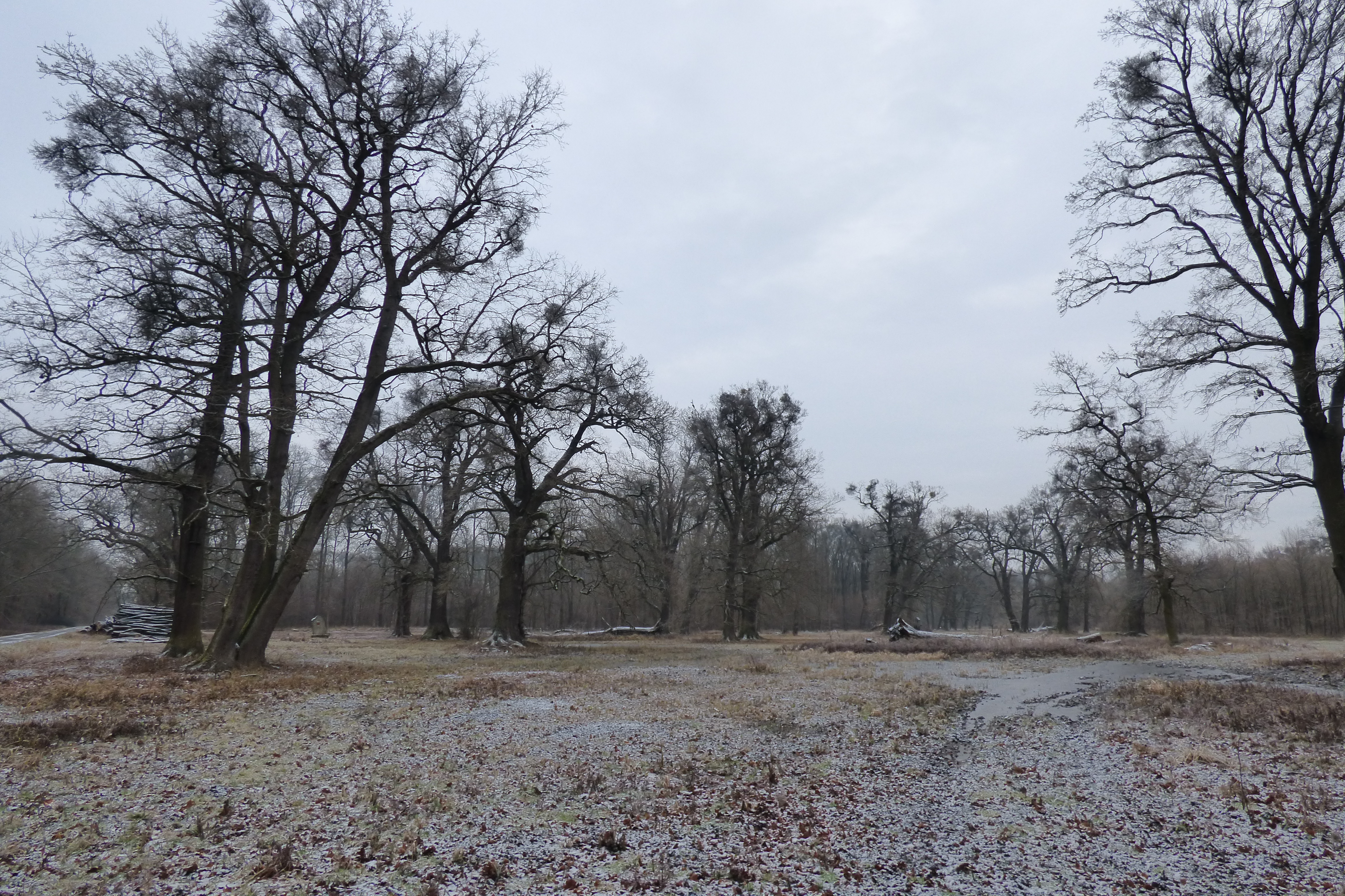 Lokality Týnecké fleky a Saufang získaly díky intenzivnímu prosvětlení parkový charakter