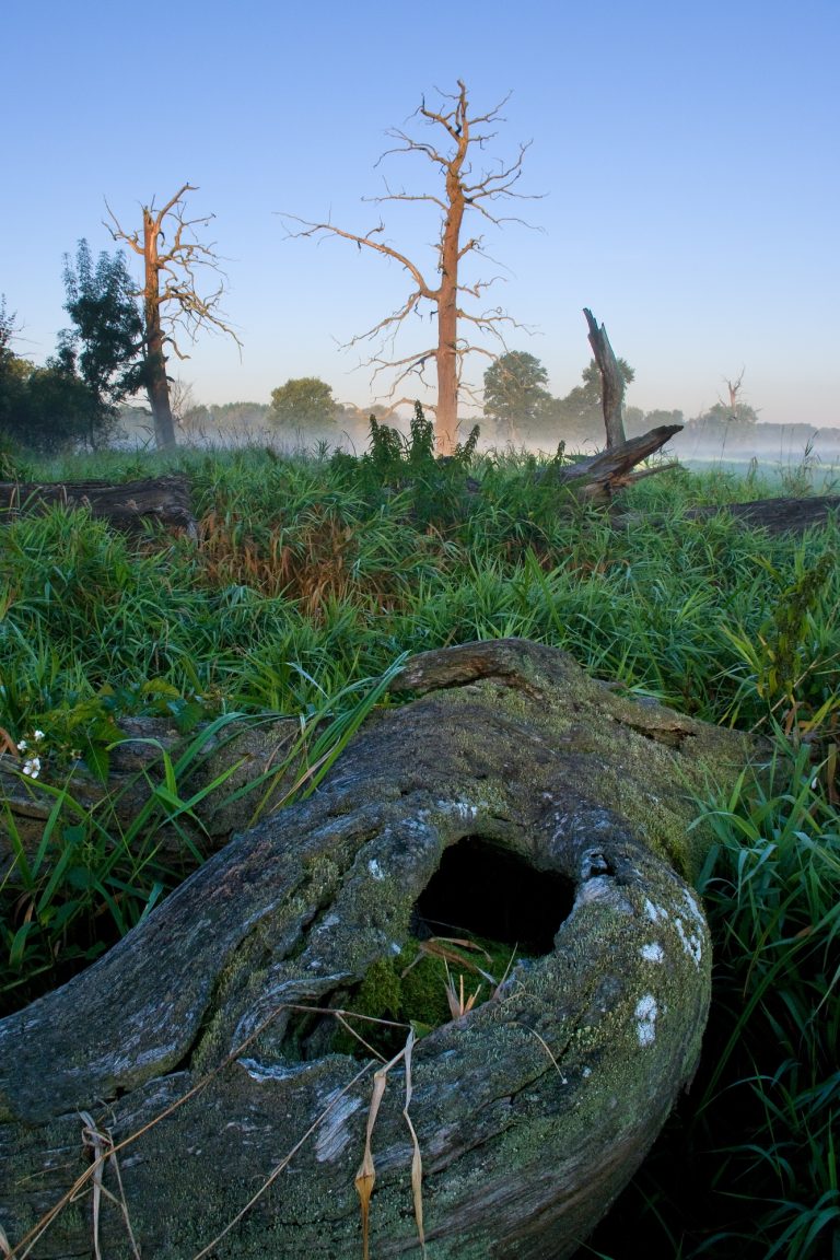 Ponechávání mrtvého dřeva na Soutoku