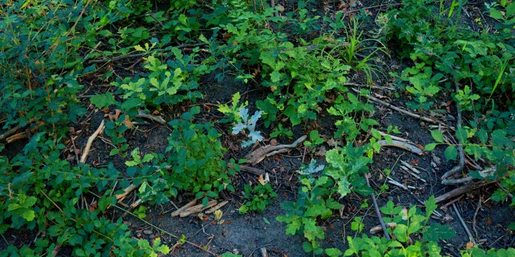 Dubové porosty na Soutoku