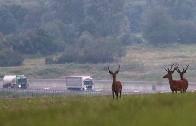 jeleni u dálnice, Václav Hlaváč