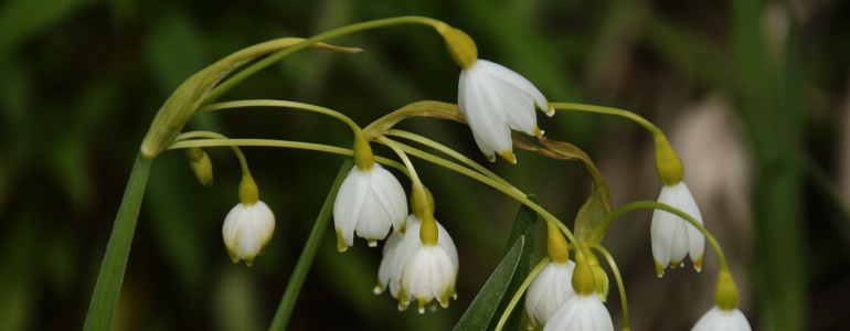 Detail bledule letní.