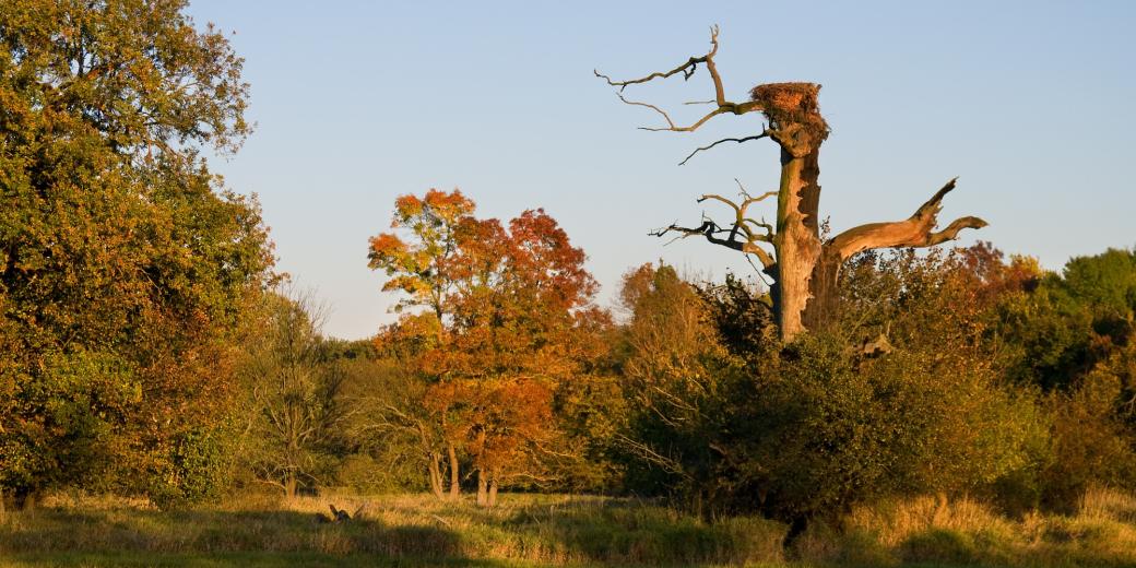 Old oaktrees in Soutok PLA, author: Jan Miklín