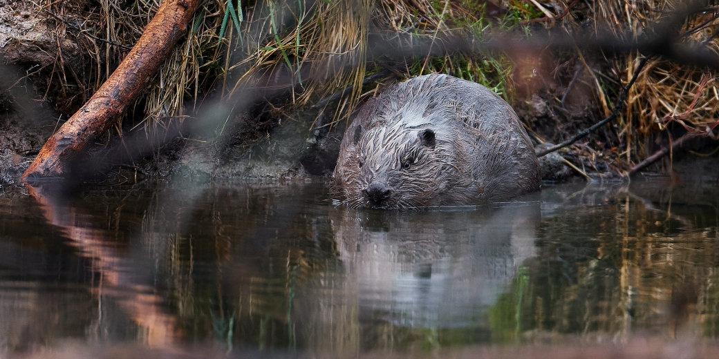 The Beaver European - Castor fiber