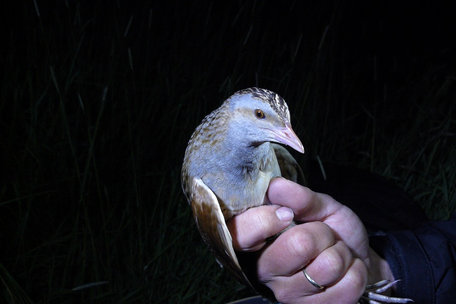 chřástal polní - samec