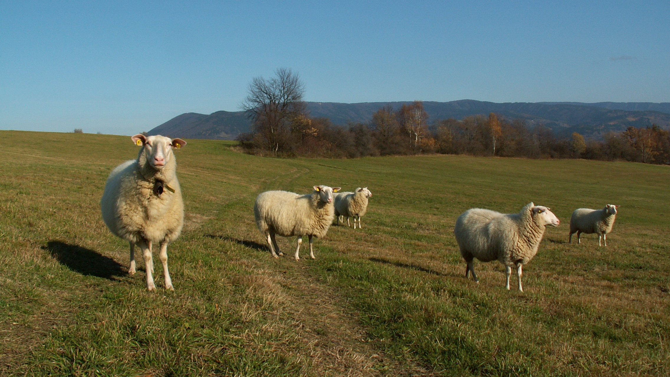 pastva