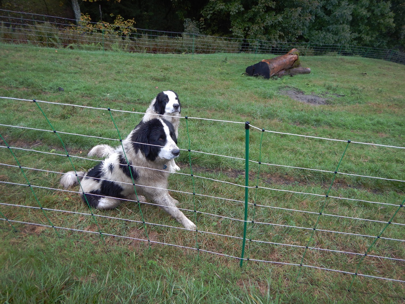 pastevečtí psi za elektrickým síťovým ohradníkem