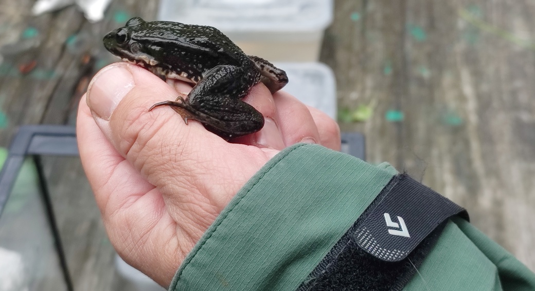 Skokan zelený v ruce.