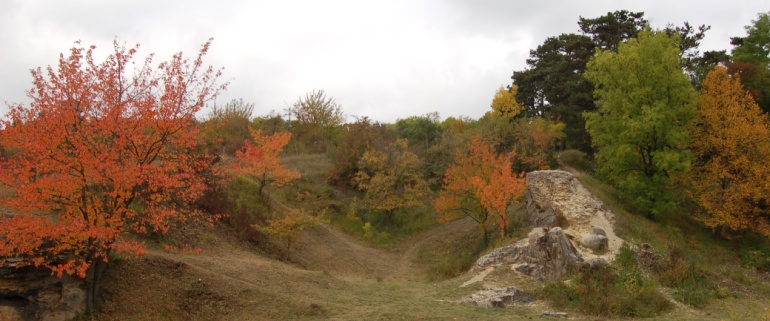 Podzimně zbarvené stromy a keře na Kaňku.