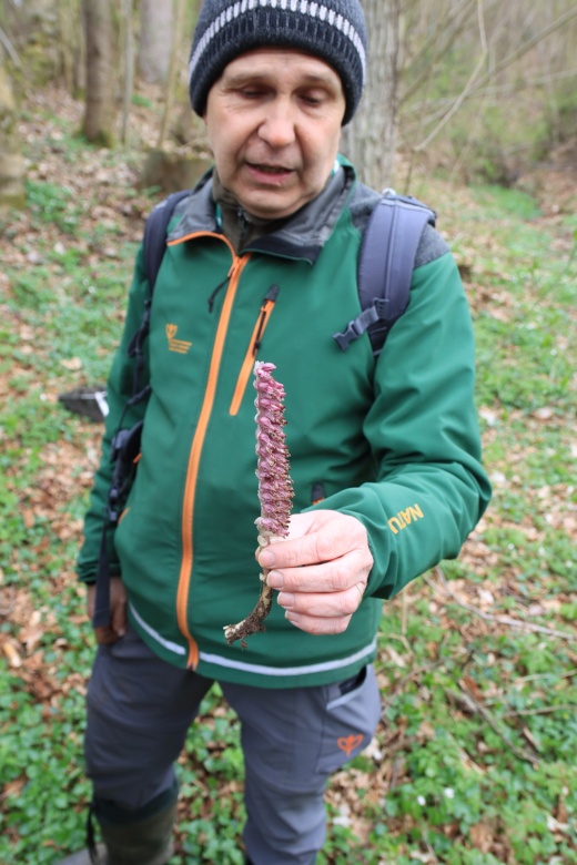 Průvodce ukazuje podbílek šupinatý.