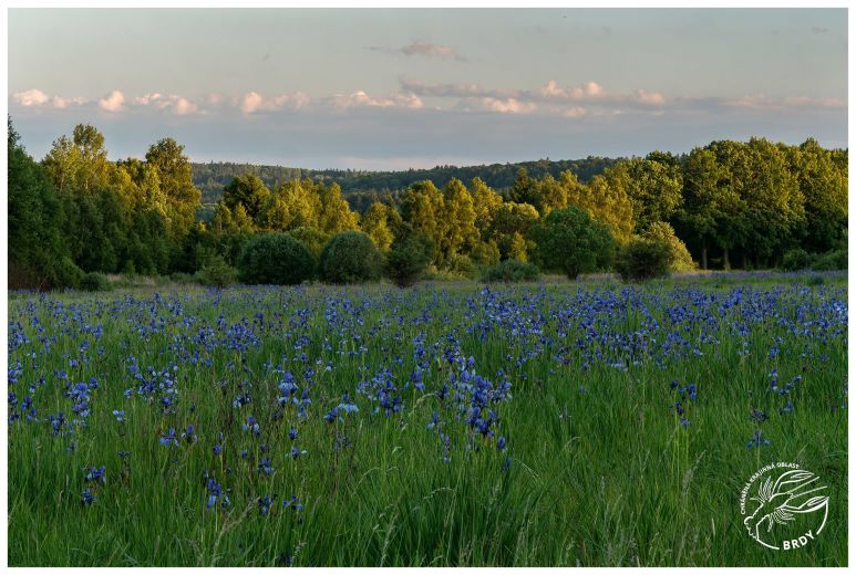 Jiný pohled do louky s převažující modří květů kosatců sibiřských.