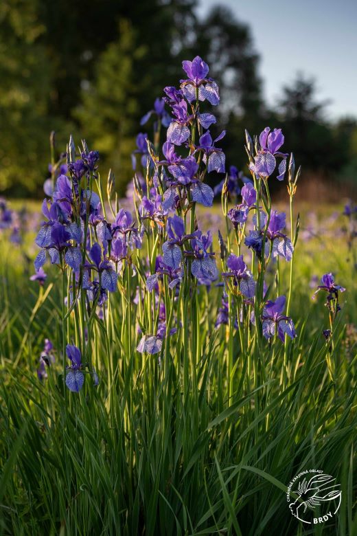 Detail trsu modře kvetoucích kosatců sibiřských.