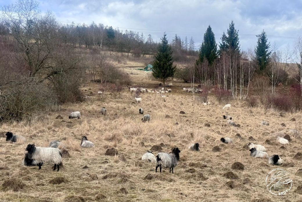 Stádo ovcí na zimní louce se starou trávou a holými keři.