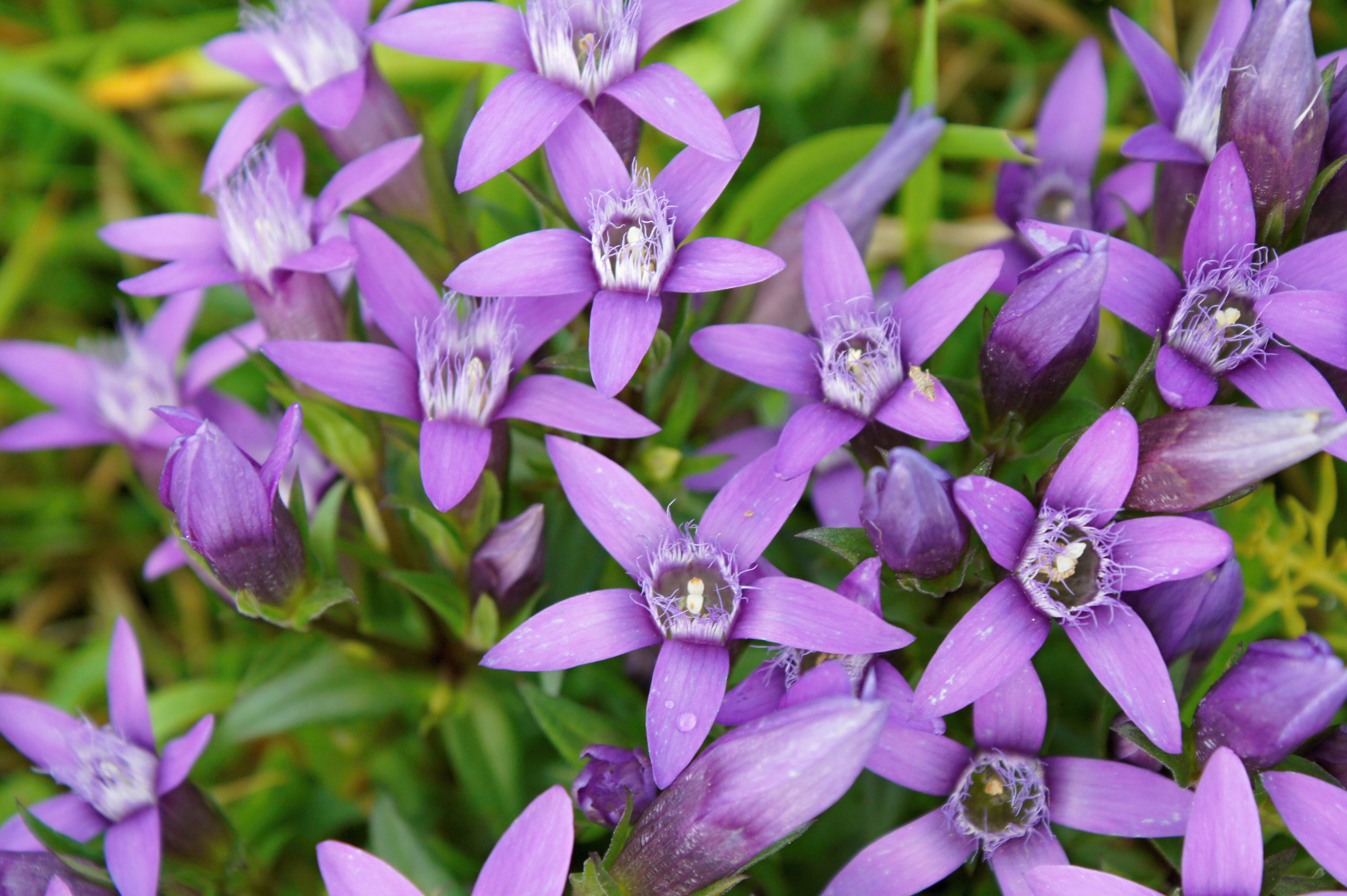 hořeček drsný Šturmův, foto J. Sladký