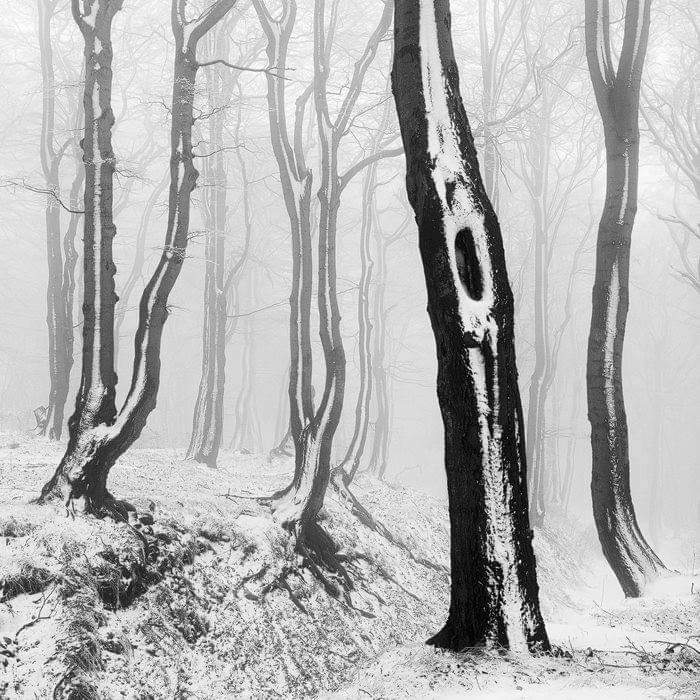 černobílé foto kmenů, vítězná fotografie 6. ročníku