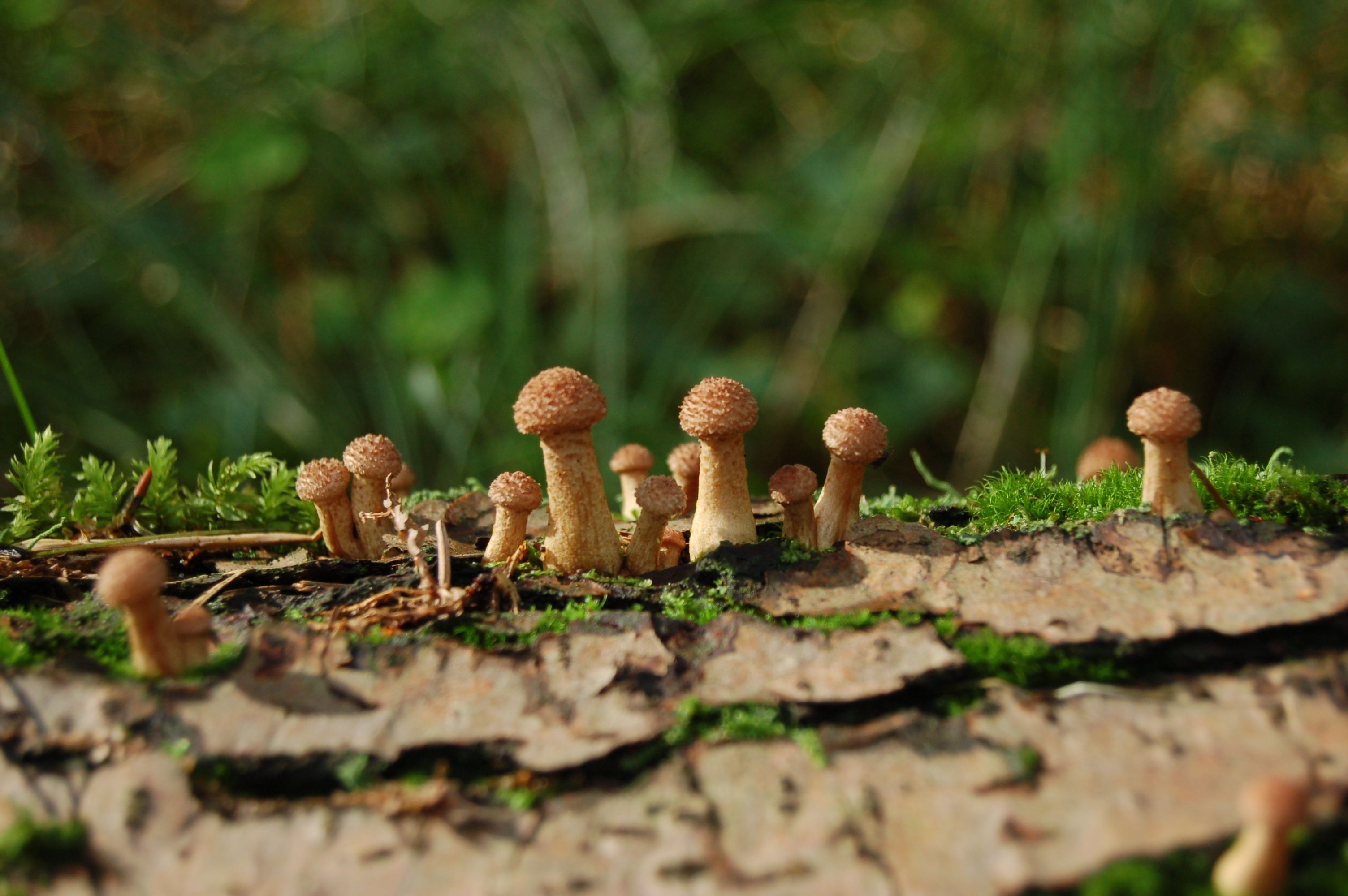 václavky na ležícím kmeni olše