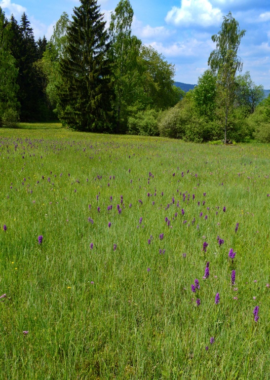 Louka v Českém lese.