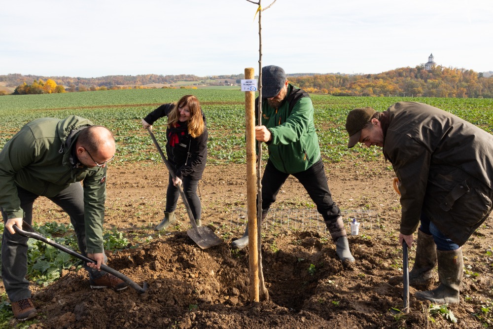 70 let CHKO Český ráj připomíná nová ovocná alej pod Humprechtem