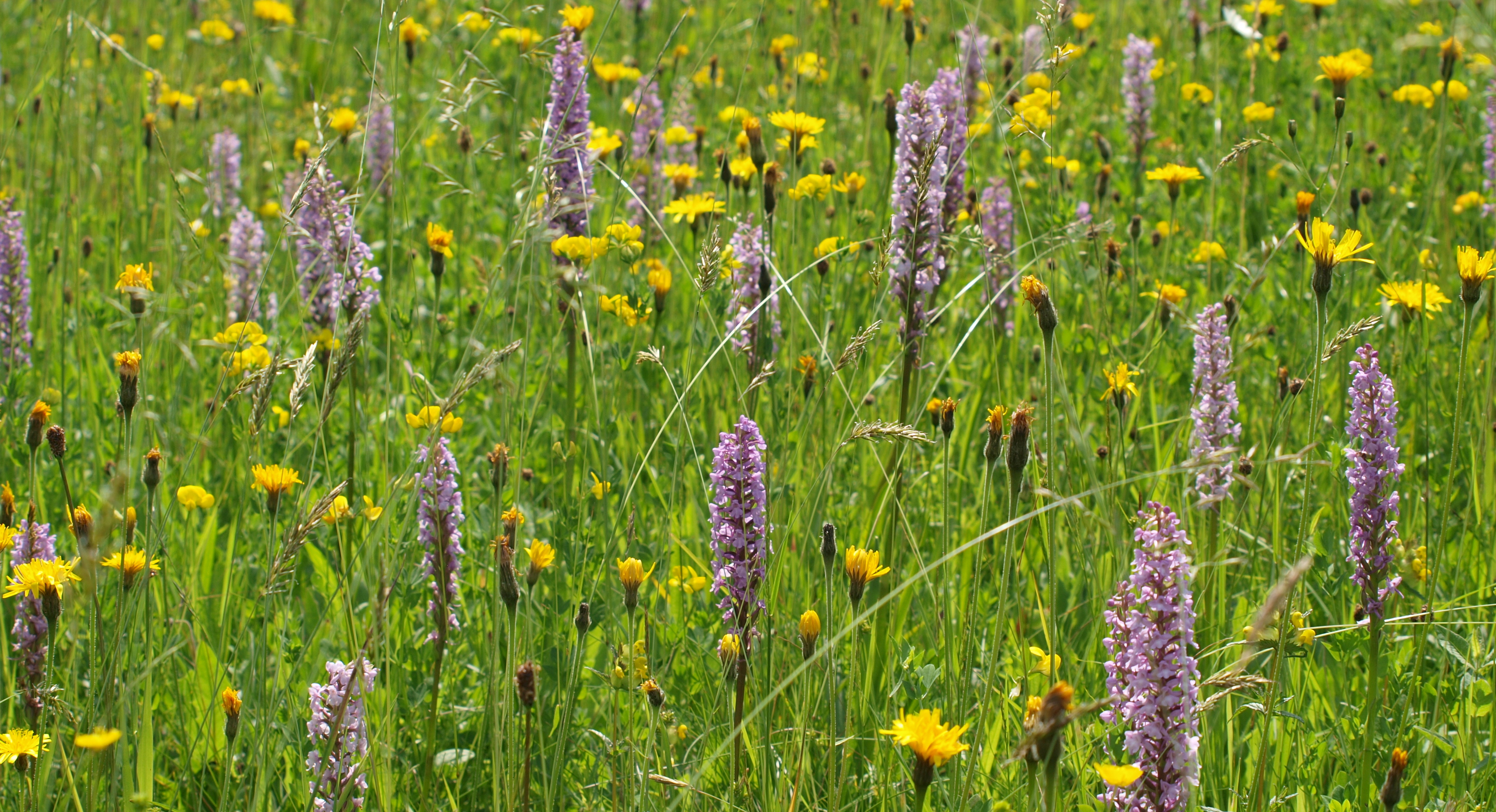 Krajina CHKO Jeseníky.