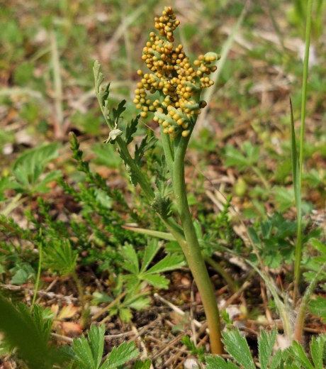 vratička heřmánkolistá