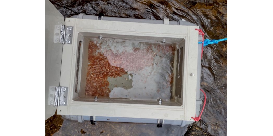 plovoucí inkubátor s nasazenými jikrami pstruha potočního v očních bodech (foto: K. Farský)