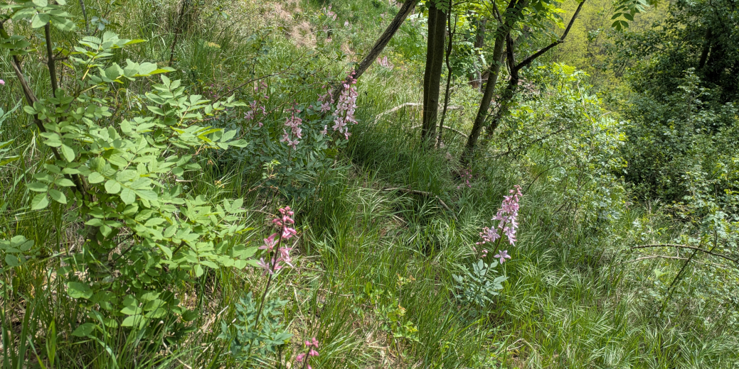 Na hranách skal byly k vidění také bílorůžové květy třemdavy bílé.