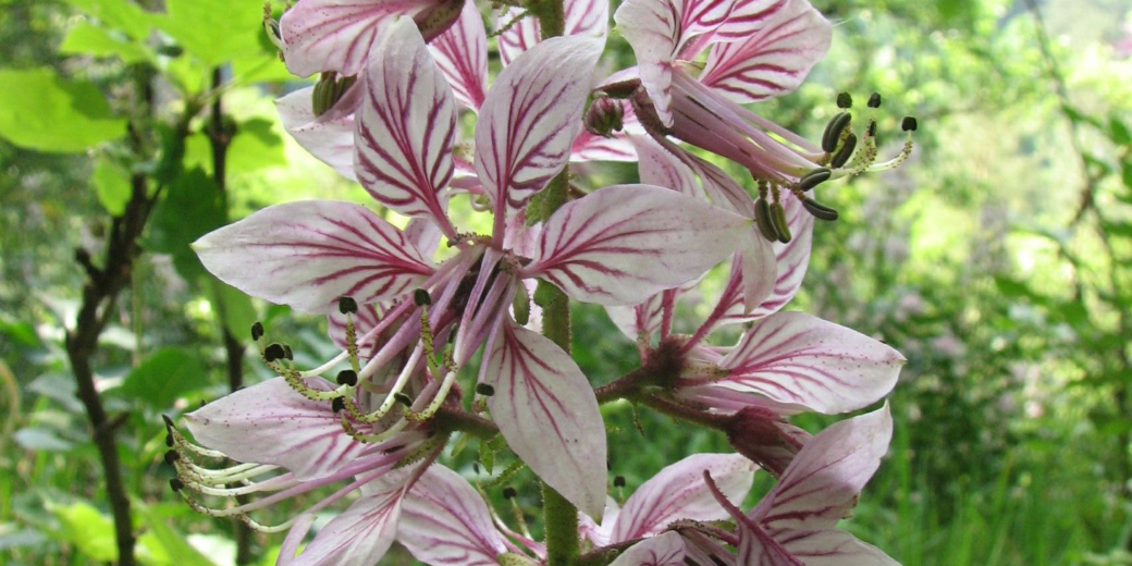 Detail květů třemdavy bílé.