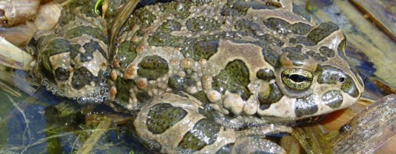 Detailní pohled na olivově zelené skvrny ropuchy zelené.