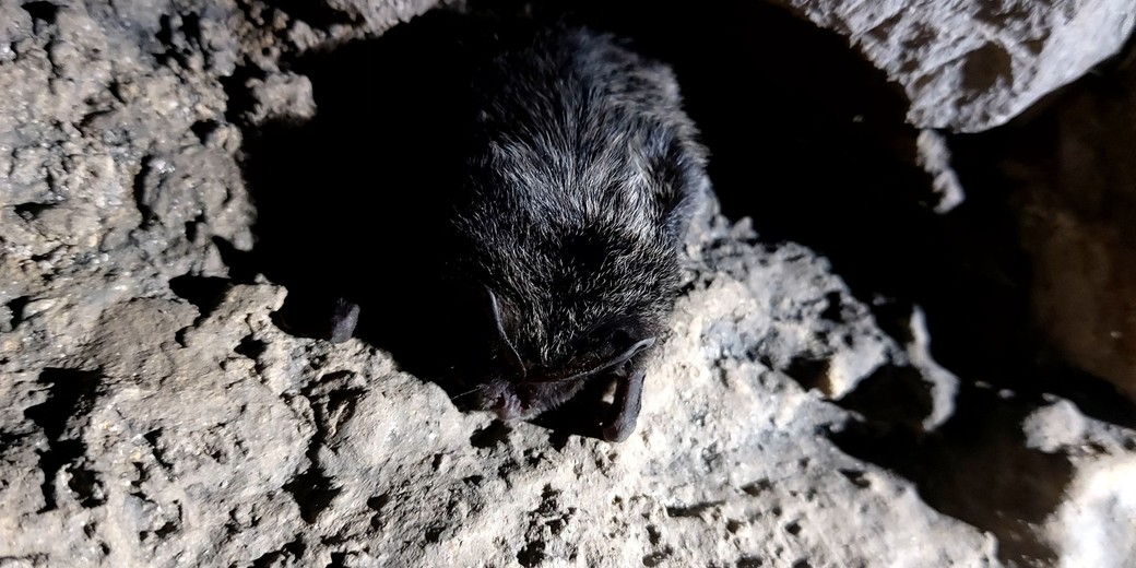 Netopýr v jeskyni.