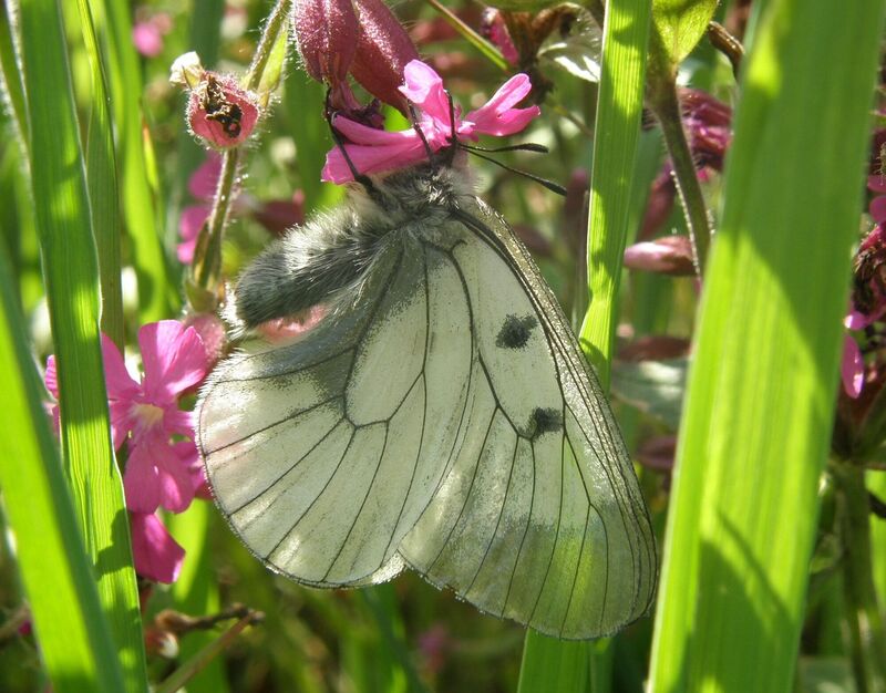 Jasoň z CHKO Litovelské Pomoraví