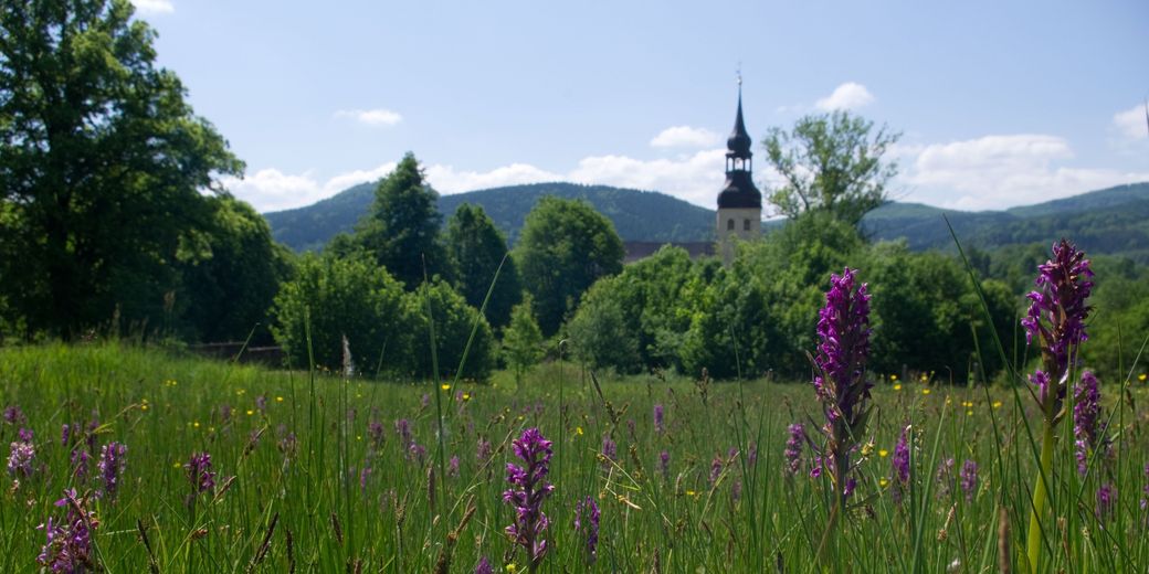 Prstnatcová louka v Chřibské (foto: Martin Waldhauser)