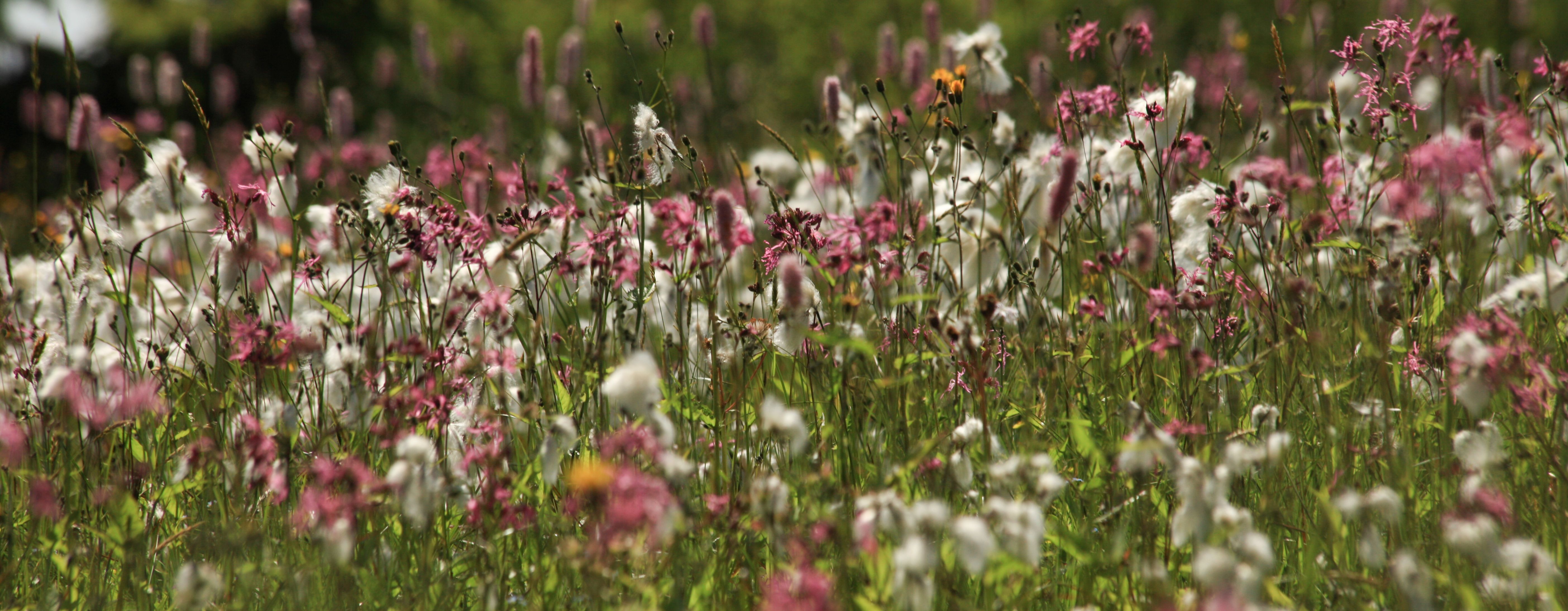 Louky na Šerlichu_ruzickova