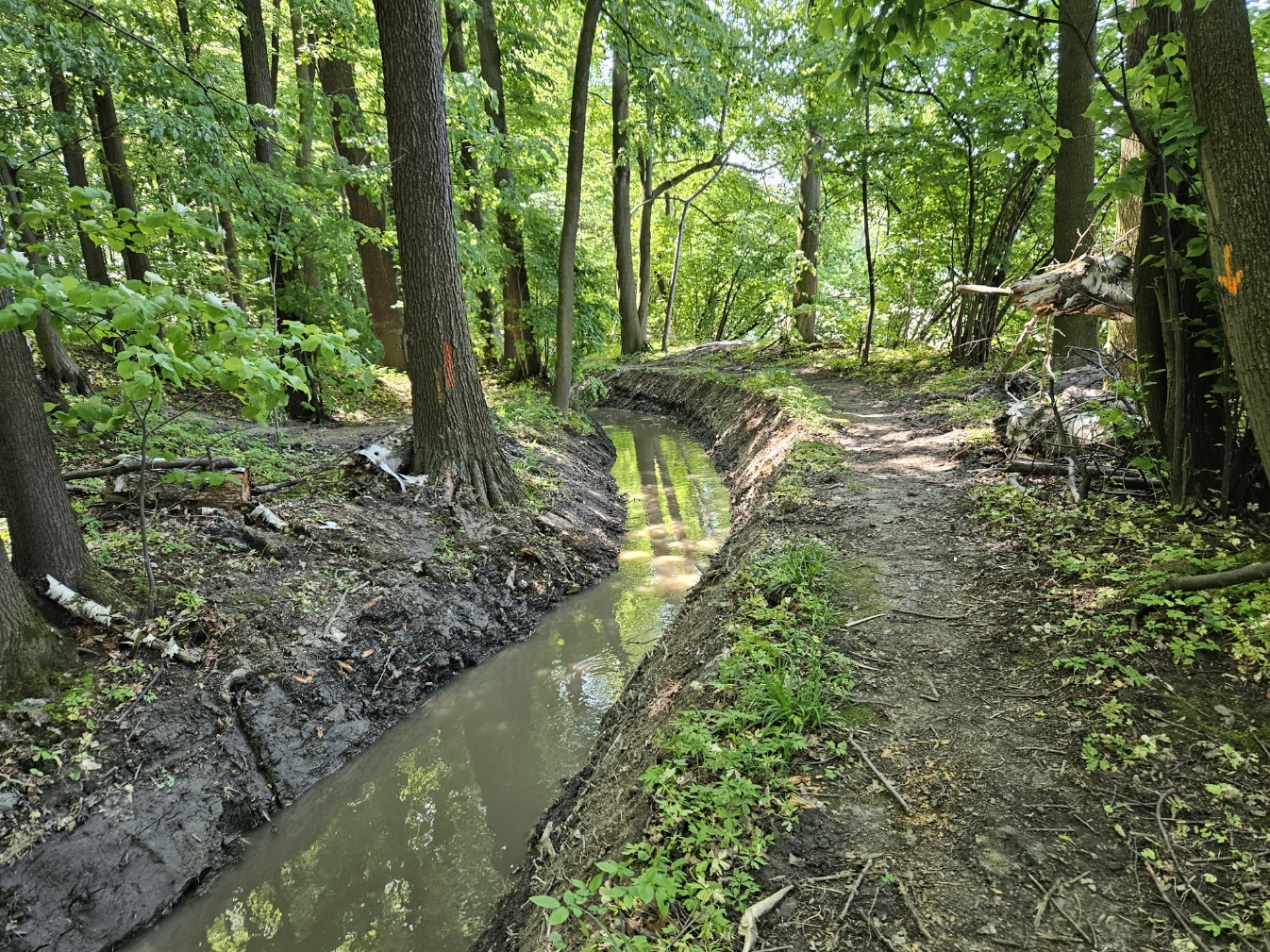 Pročištěná stružka v lužním lese
