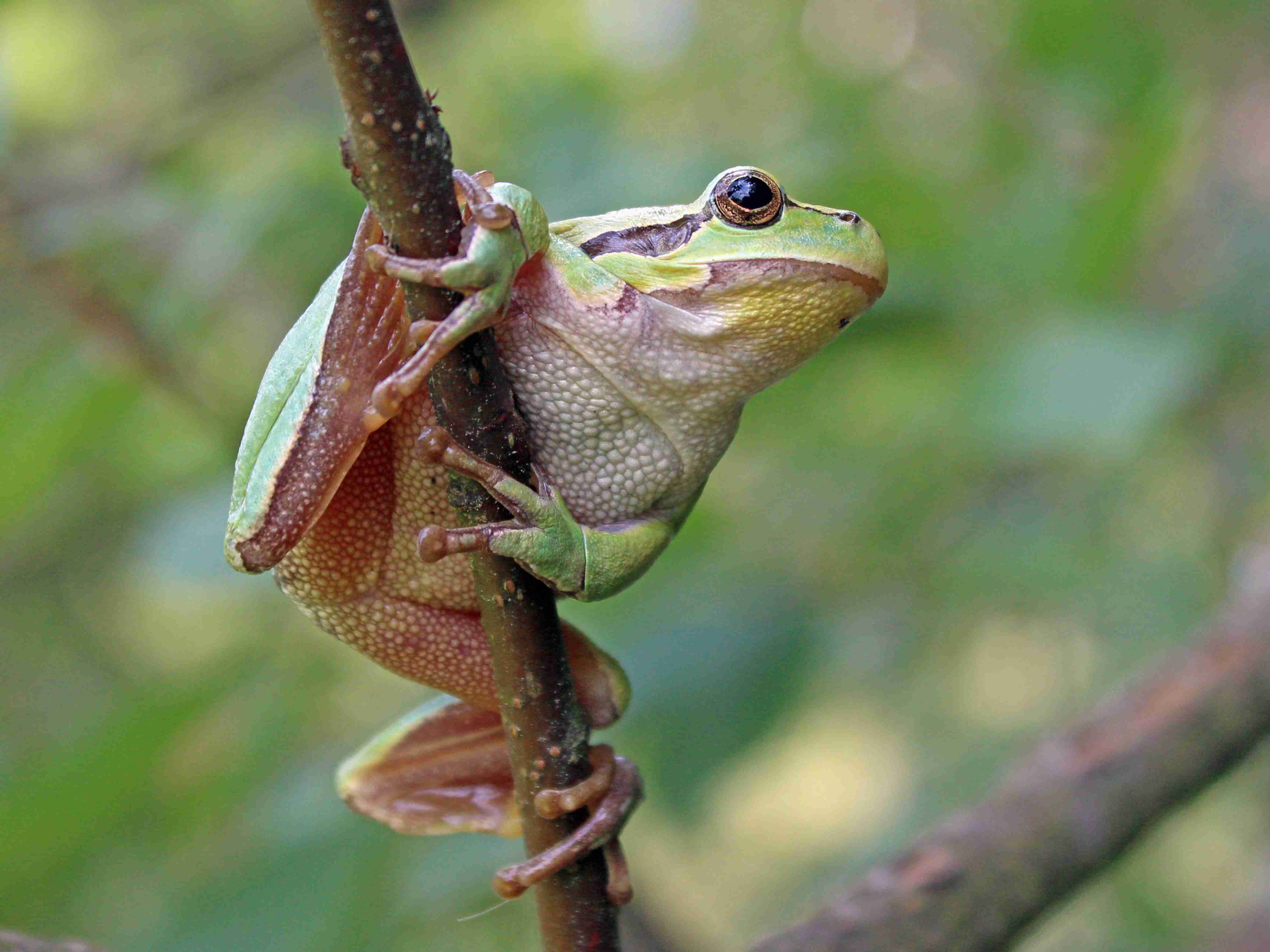 (J. Neudert): Rosnička zelená (Hyla arborea).