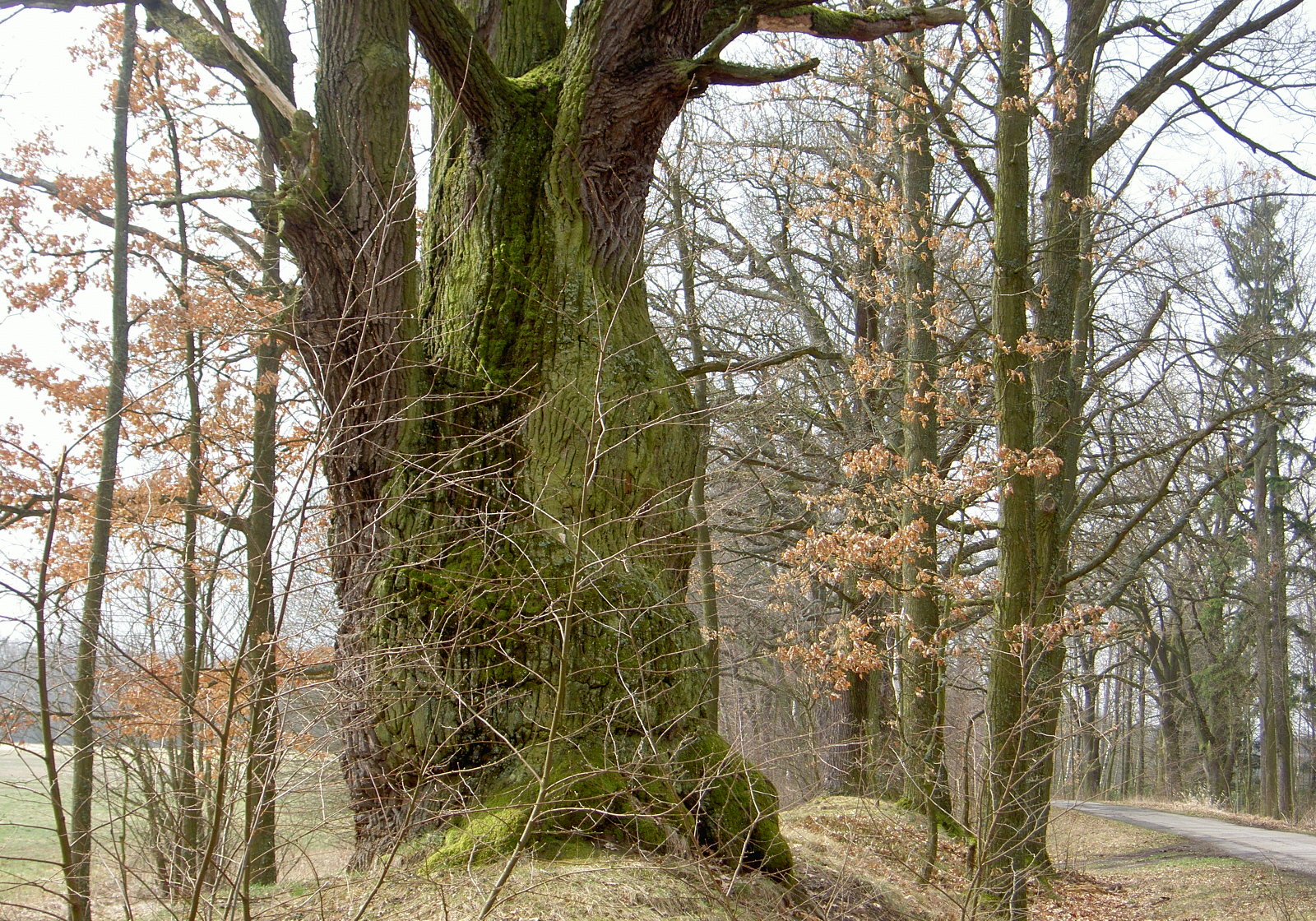 foto RNDr. Jan Ševčík, Krčínův dub