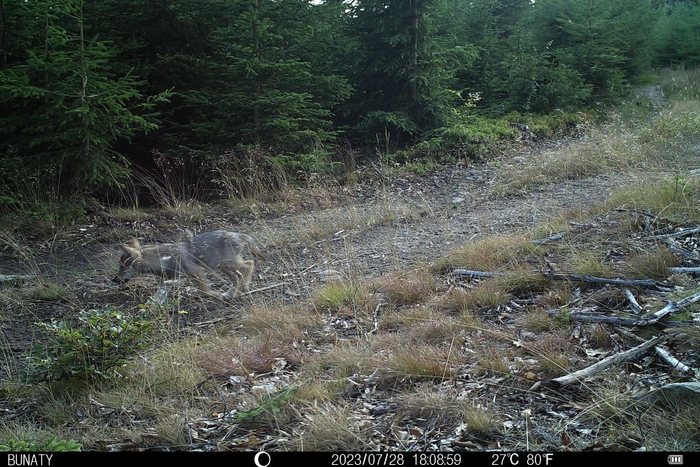 štěně vlka obecného, fotopast AOPK ČR