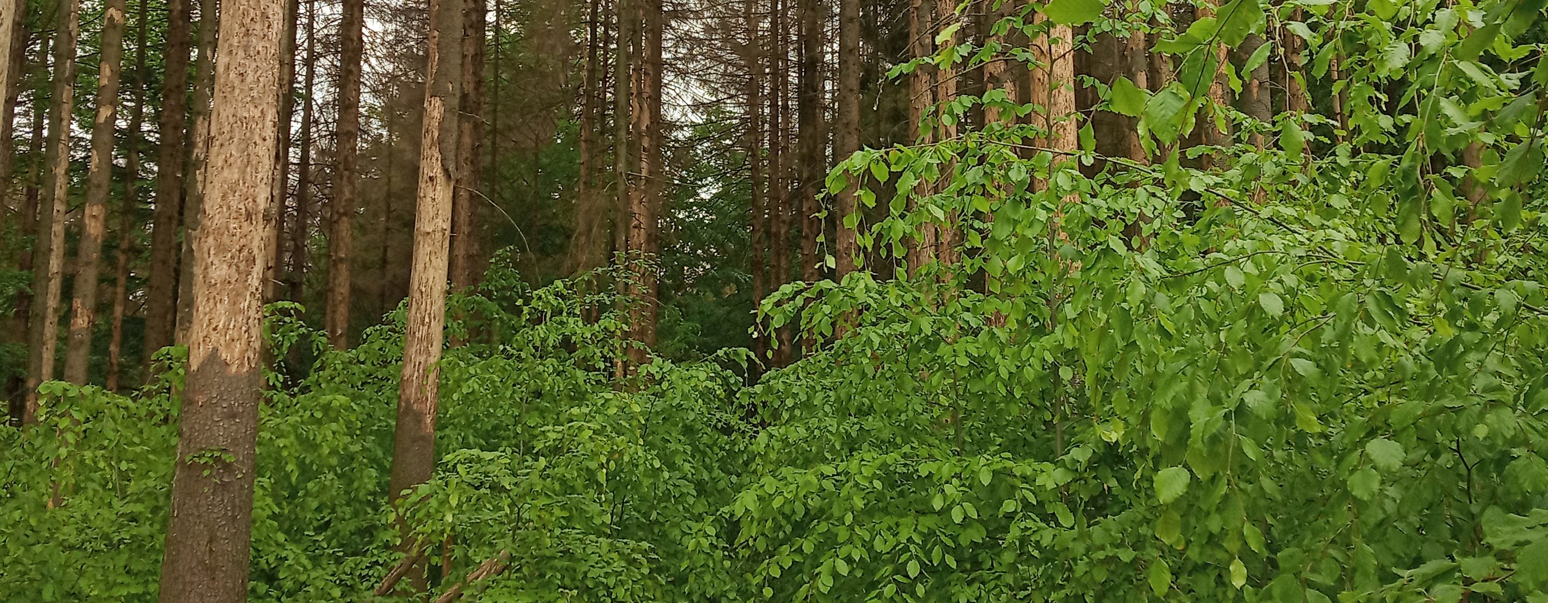 Odumřelé smrky podél původní stezky v přírodní rezervaci Polom. Foto: Radislava Nořížová