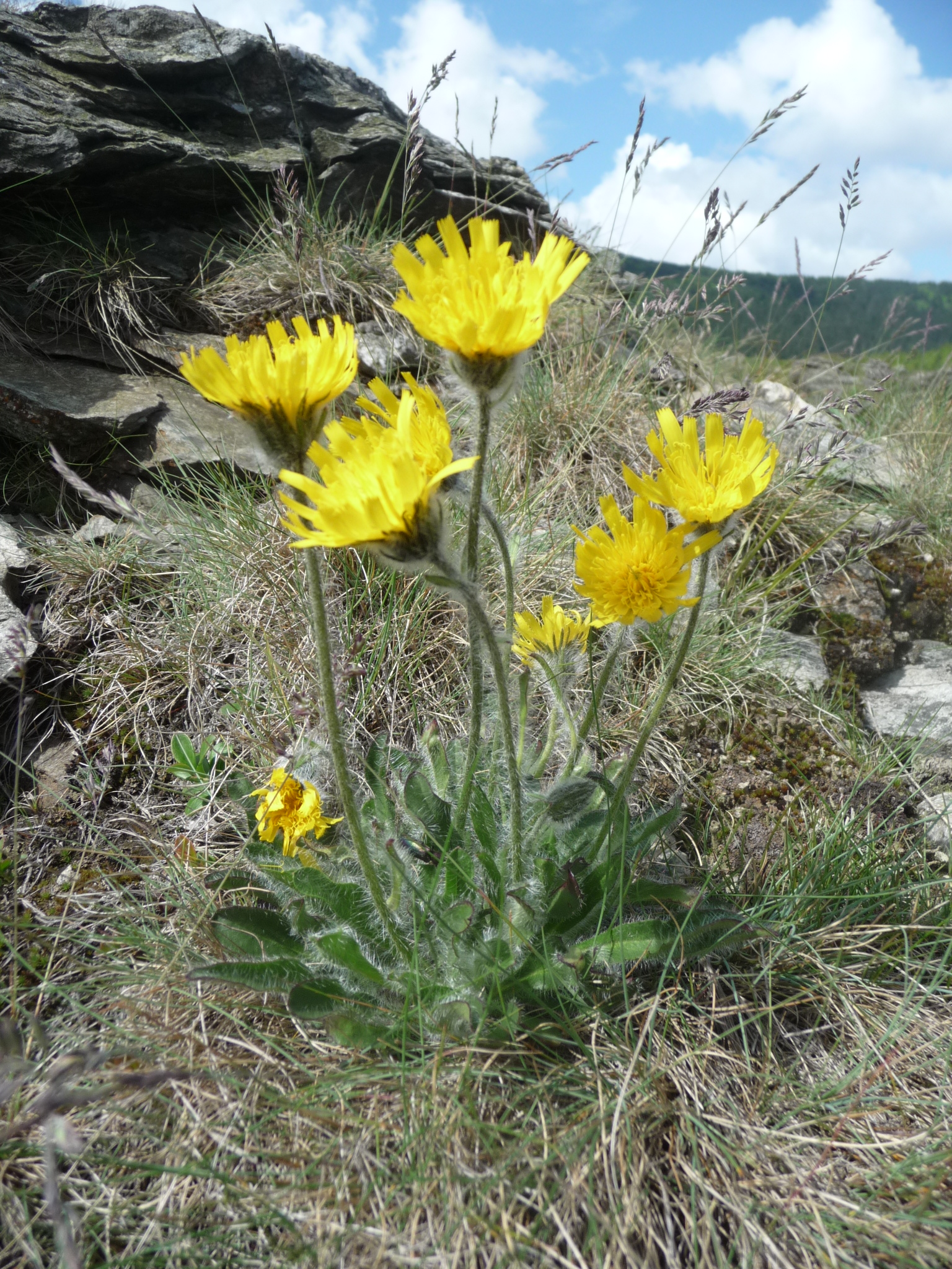 Hieracium alpinum