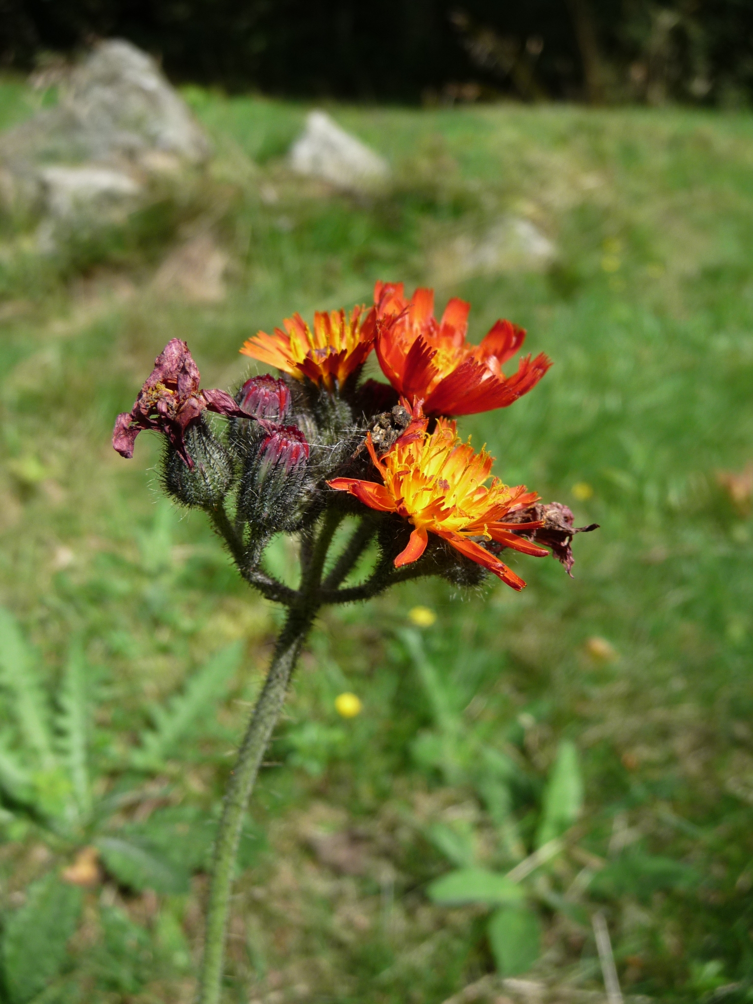 Hieracium aurantiacum