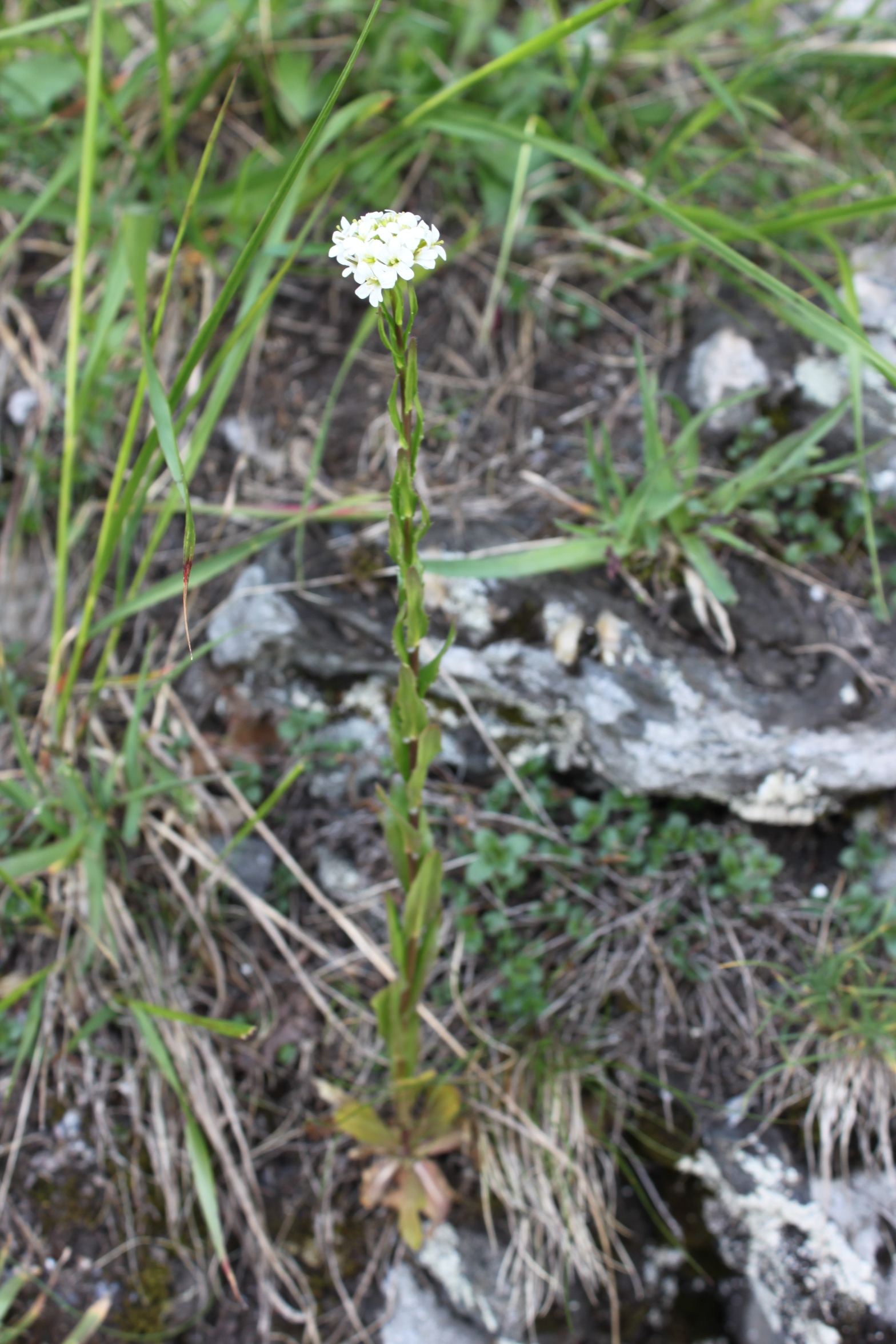 Arabis sudetica