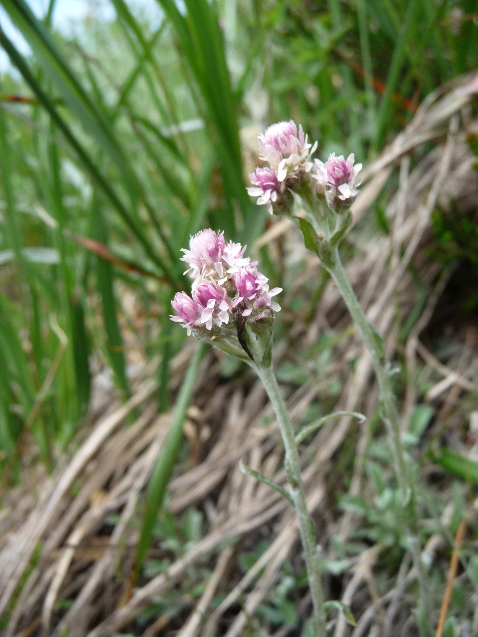 Antennaria dioica