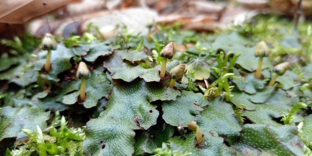 mřížkovec kuželovitý (Conocephalum conicum)